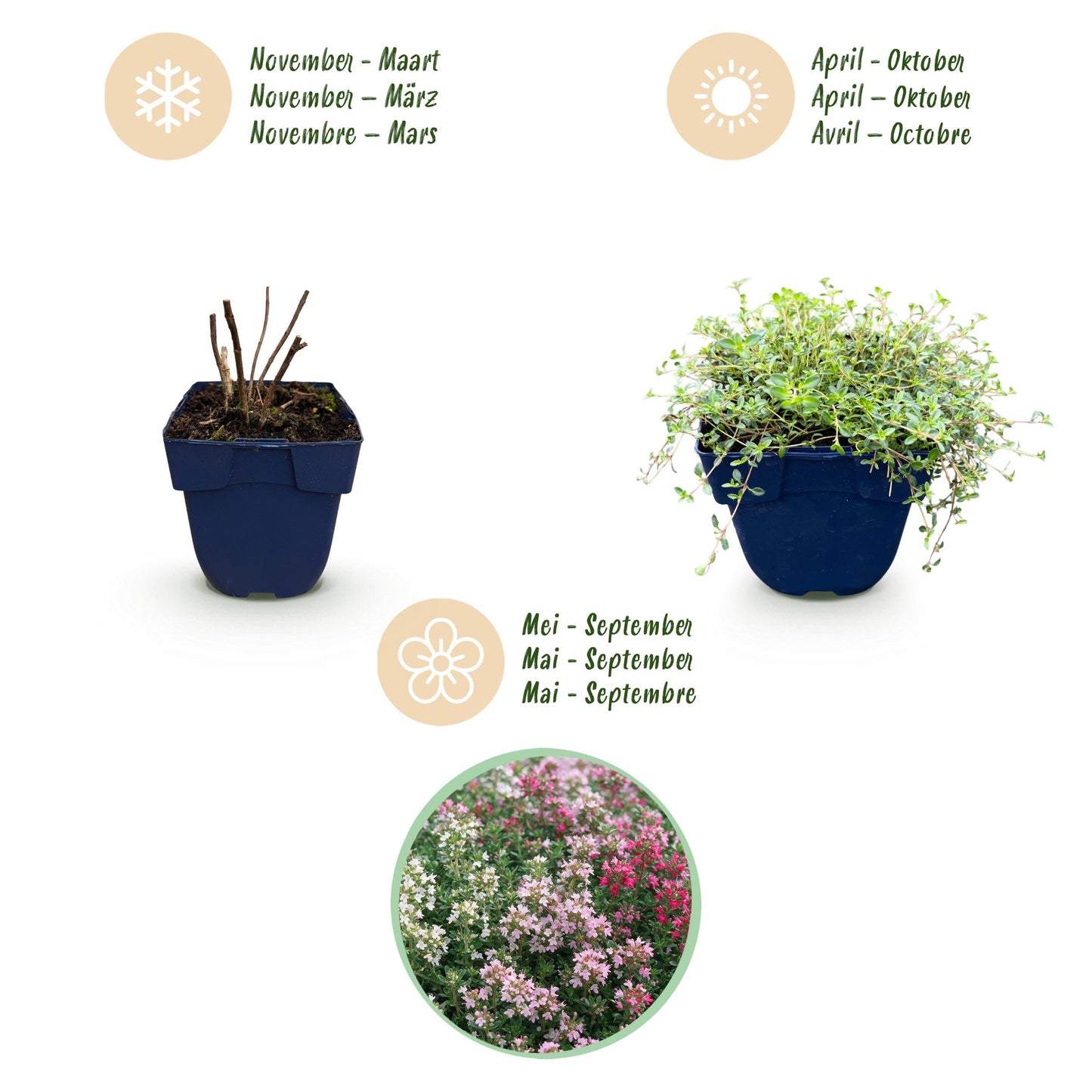 Vasteplant - Thymus Tricolour - Tym - Bodembedenkend - Roze - Rood - Wit - 12 Planten - Pot 11cm - Hoogte 15-25cm