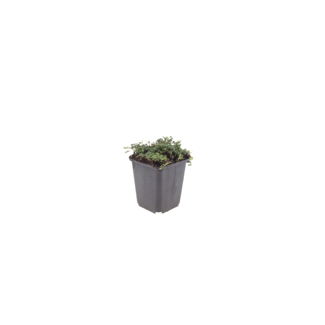 24x Thymus praecox 'Purple Beauty' - ↕10-25cm - Ø9cm