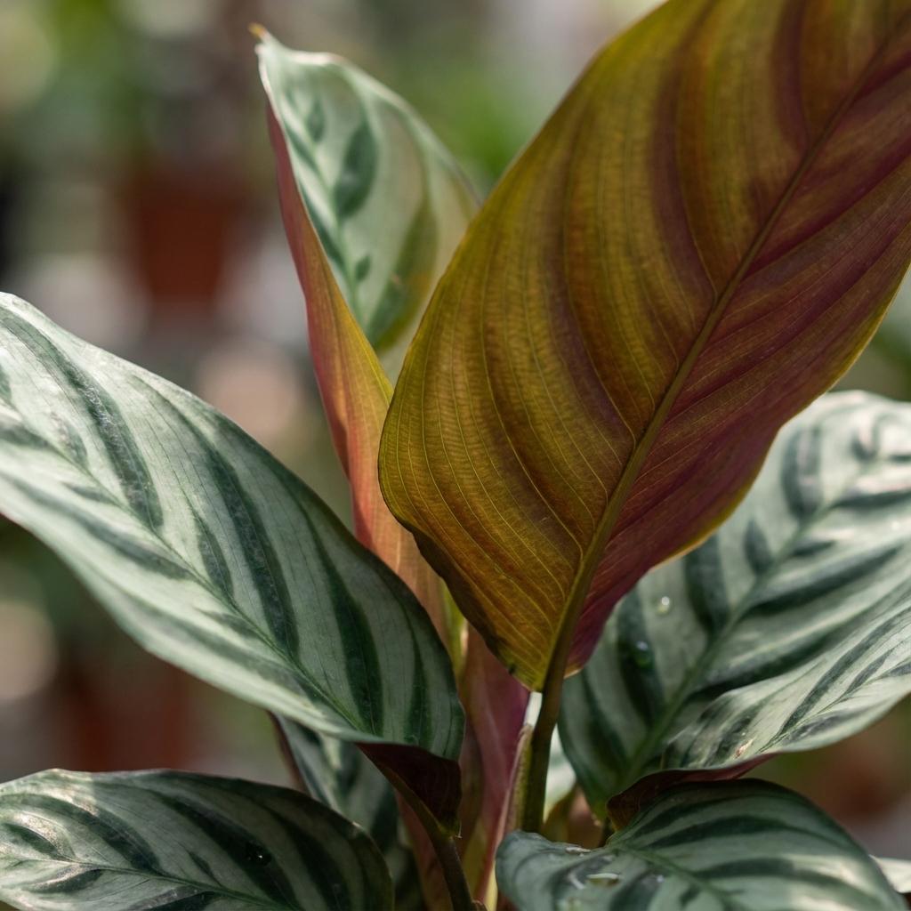 Ctenanthe Burle-Marxii - Ø 14 cm - Altezza: 35 - 40 cm