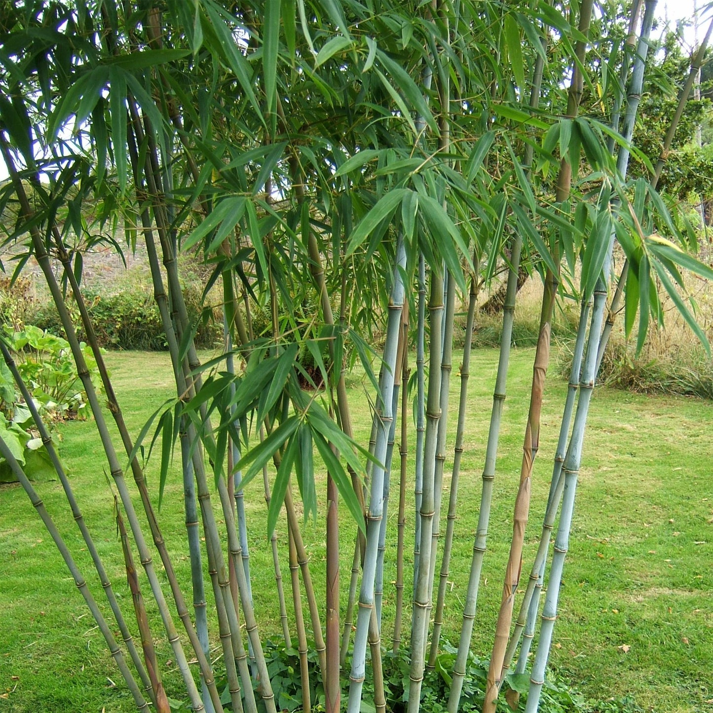Green boutiQ - Bamboo - Fargesia Blue Dragon - Evergreen - Non-Invasive - Green - 12 Plants - Pot 14cm - Height 35cm