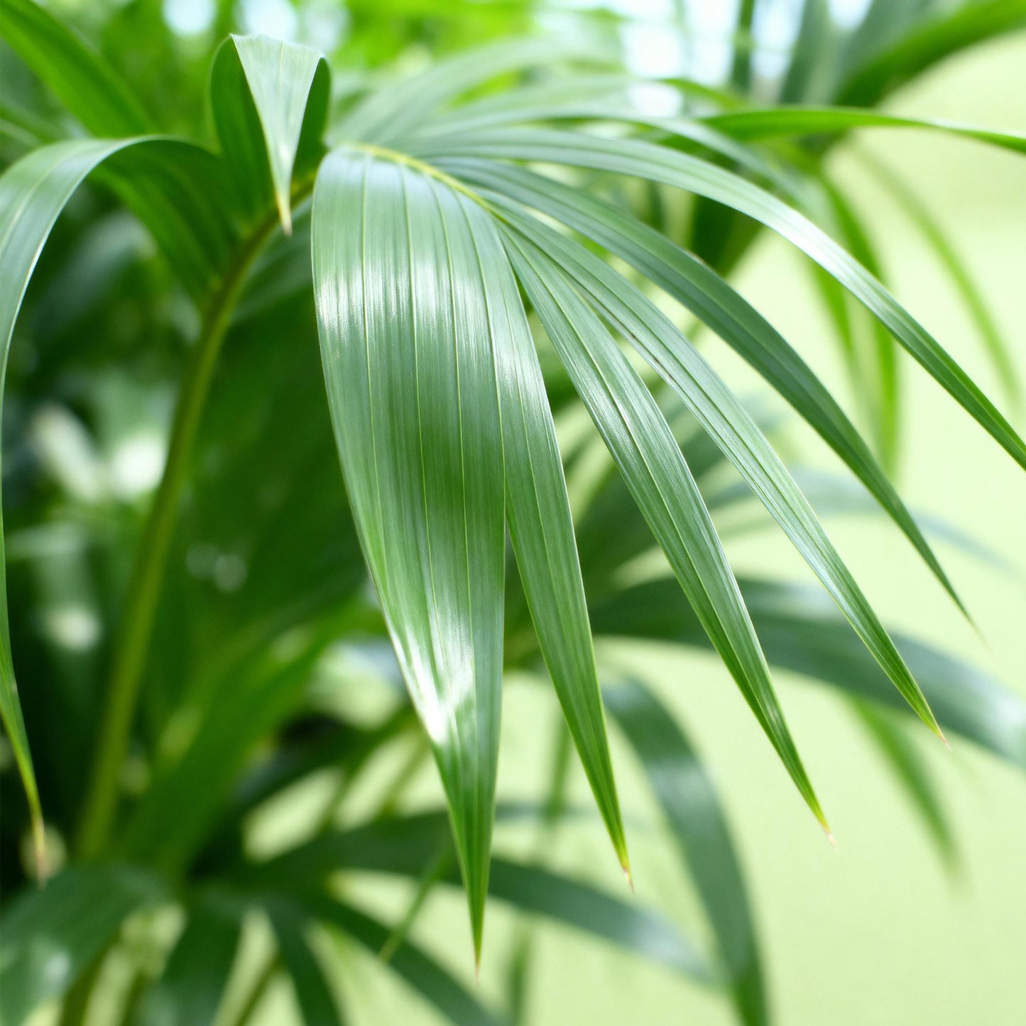 Green boutiQ - Houseplant - Howea Forsteriana - Kentia Palm - Low Maintenance - Green - 2 plants - Pot 17cm - Height 70-75cm