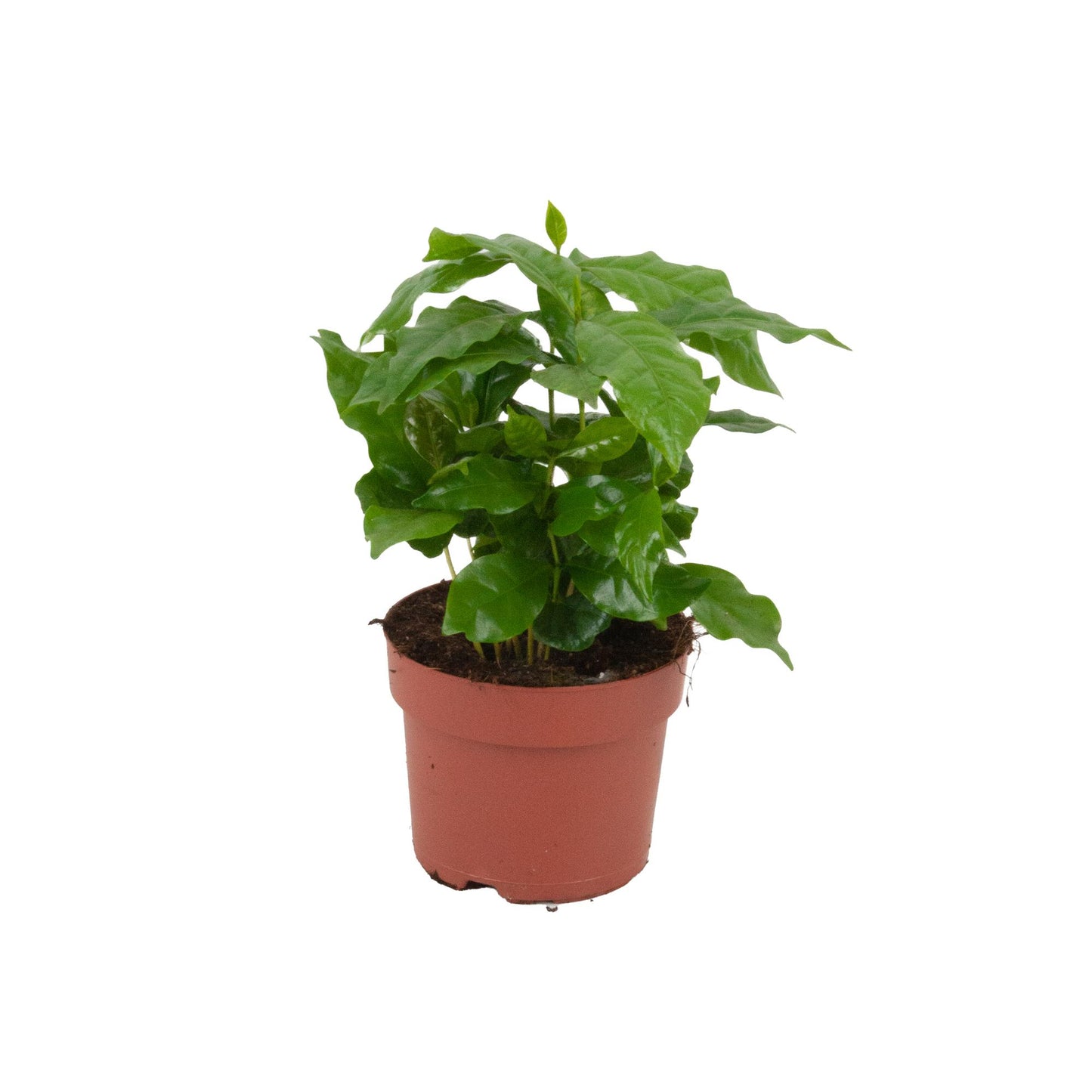 Coffea Arabica - Ø 12 cm - Altezza: 20 - 25 cm