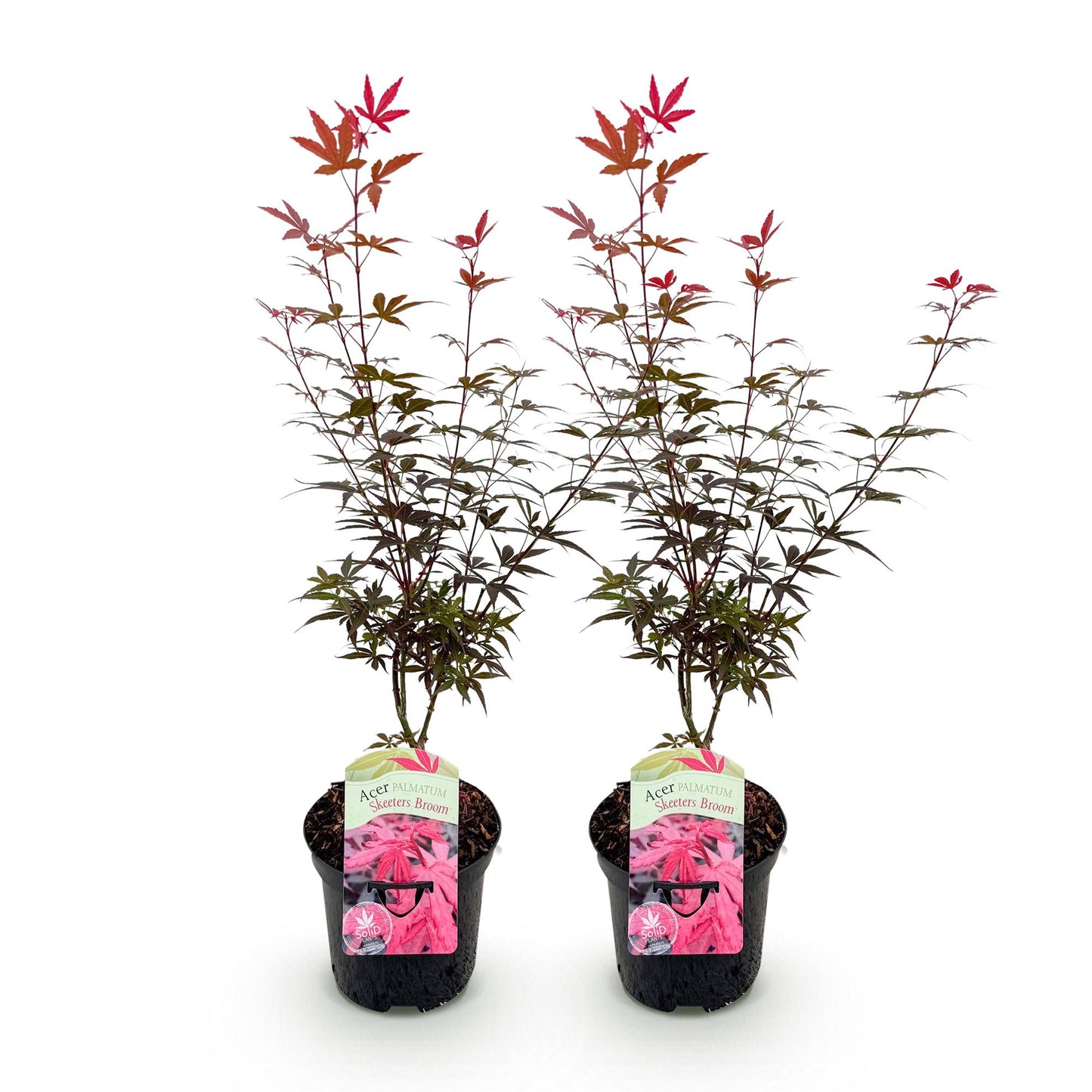 Green boutiQ - Pianta da patio - Acero giapponese - Acer palmatum Skeetsers Broom - Viola - 2 piante - Decidua - Vaso 19 cm Altezza 70 cm