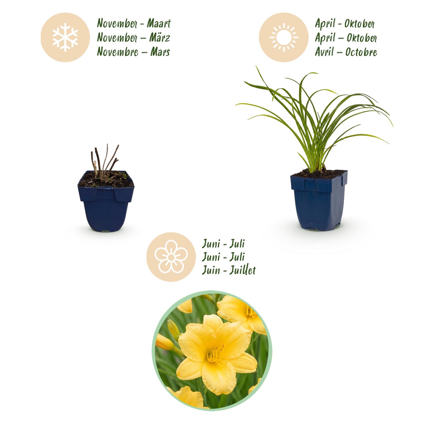 Green boutiQ - Plante vivace - Hemerocallis Stella d'Oro - Lis d'un jour - Attire les abeilles et les papillons - Jaune - 6 Plantes - Pot 11cm - Hauteur 15-25cm