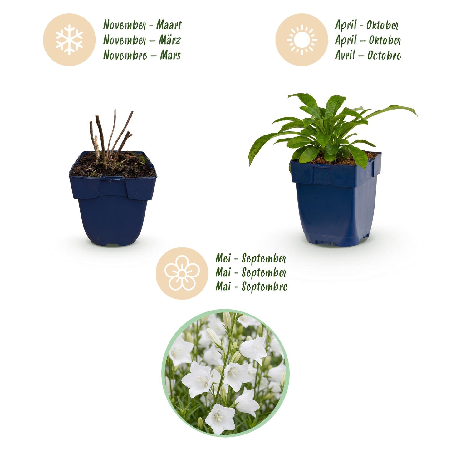Green boutiQ - Plante vivace - Campanula pers. Alba - Campanule à feuilles de pêcher - Attire les abeilles et les papillons - Blanc - 12 Plantes - Pot 11cm - Hauteur 15-25cm