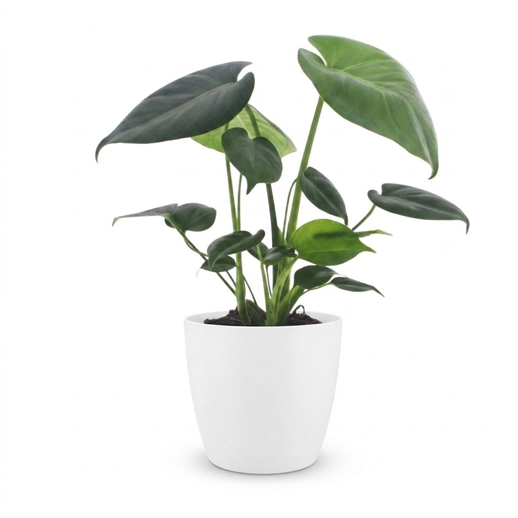 Monstera Deliciosa - Gatenplant - 1 Plant - met Potter Wit - Pot 12cm - Hoogte - 30cm