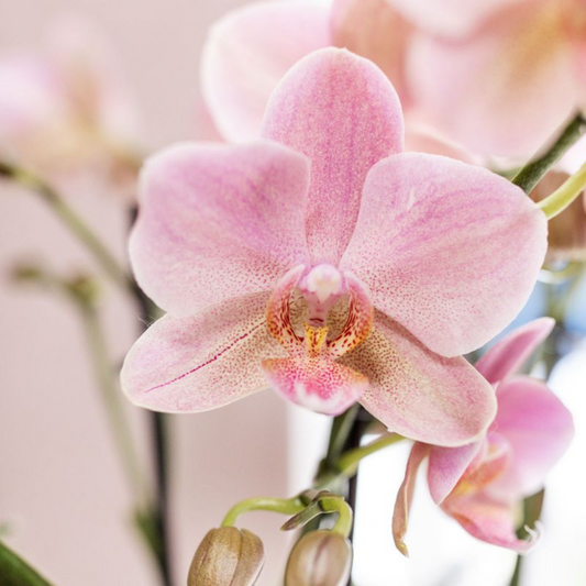 Orchidee colibrì | OFFERTA COMBI di 4 orchidee Phalaenopsis - Treviso - misura vaso Ø12cm | pianta d'appartamento in fiore - fresca dal coltivatore