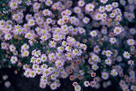 48x Aster ageratoides 'Stardust' - ↕10-25cm - Ø9cm