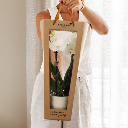 Orchidee Kolibri | Pianta regalo per una pronta guarigione | Orchidea di Losanna con vaso, biglietto e sacchetto regalo