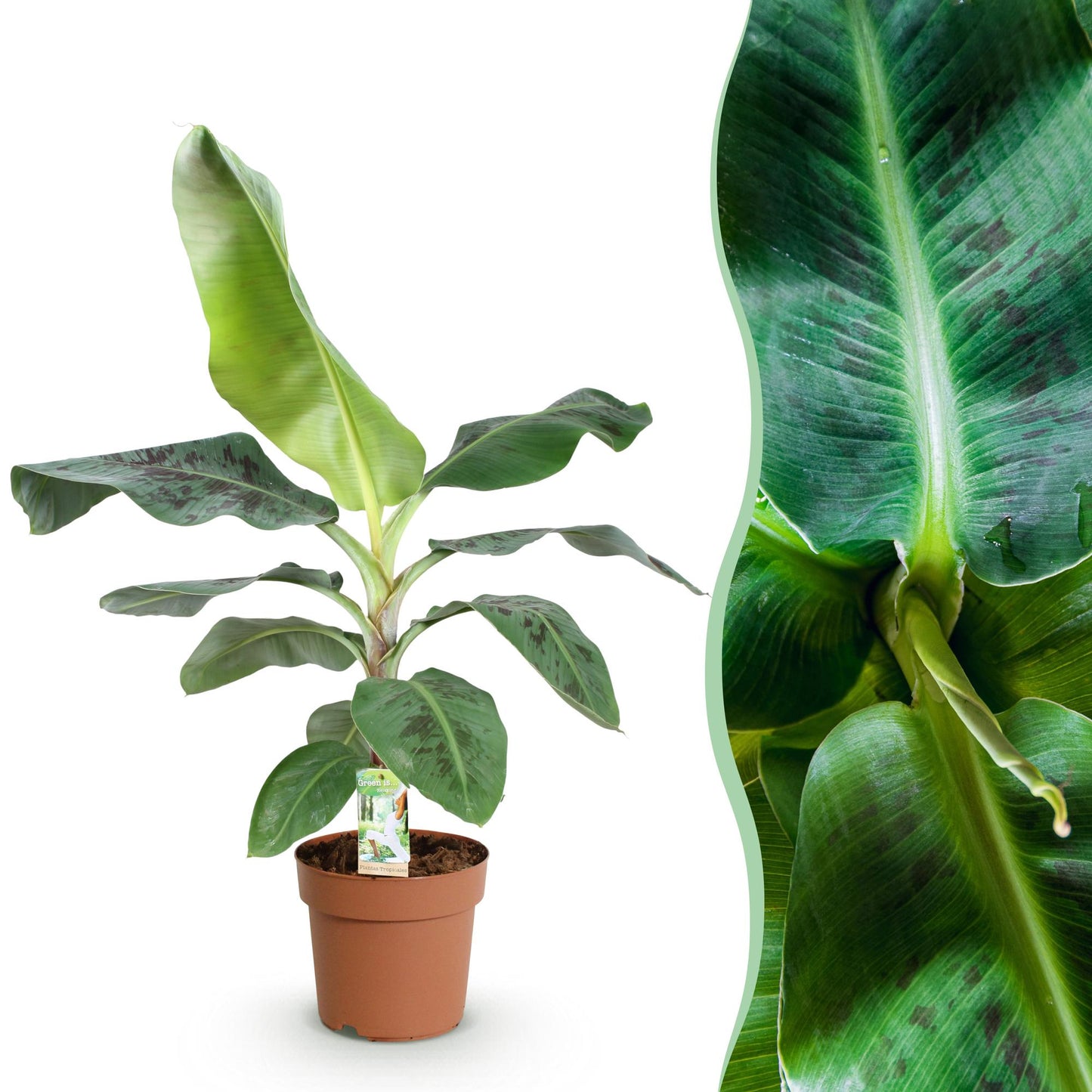 Green is... Houseplants - Musa acuminata Dwarf Cavendish - Banana plant - Low maintenance - Green - 1 Plant - Pot 21cm - Height 70-75cm