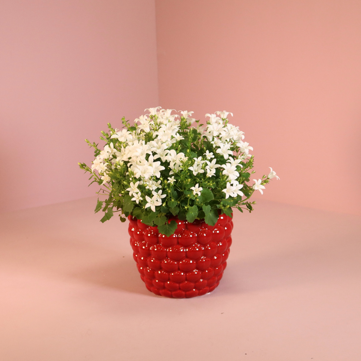 2x Campanula Addenda Ambella White in vasi ornamentali Berry - dimensione vaso 12 cm - pianta perenne - resistente al freddo