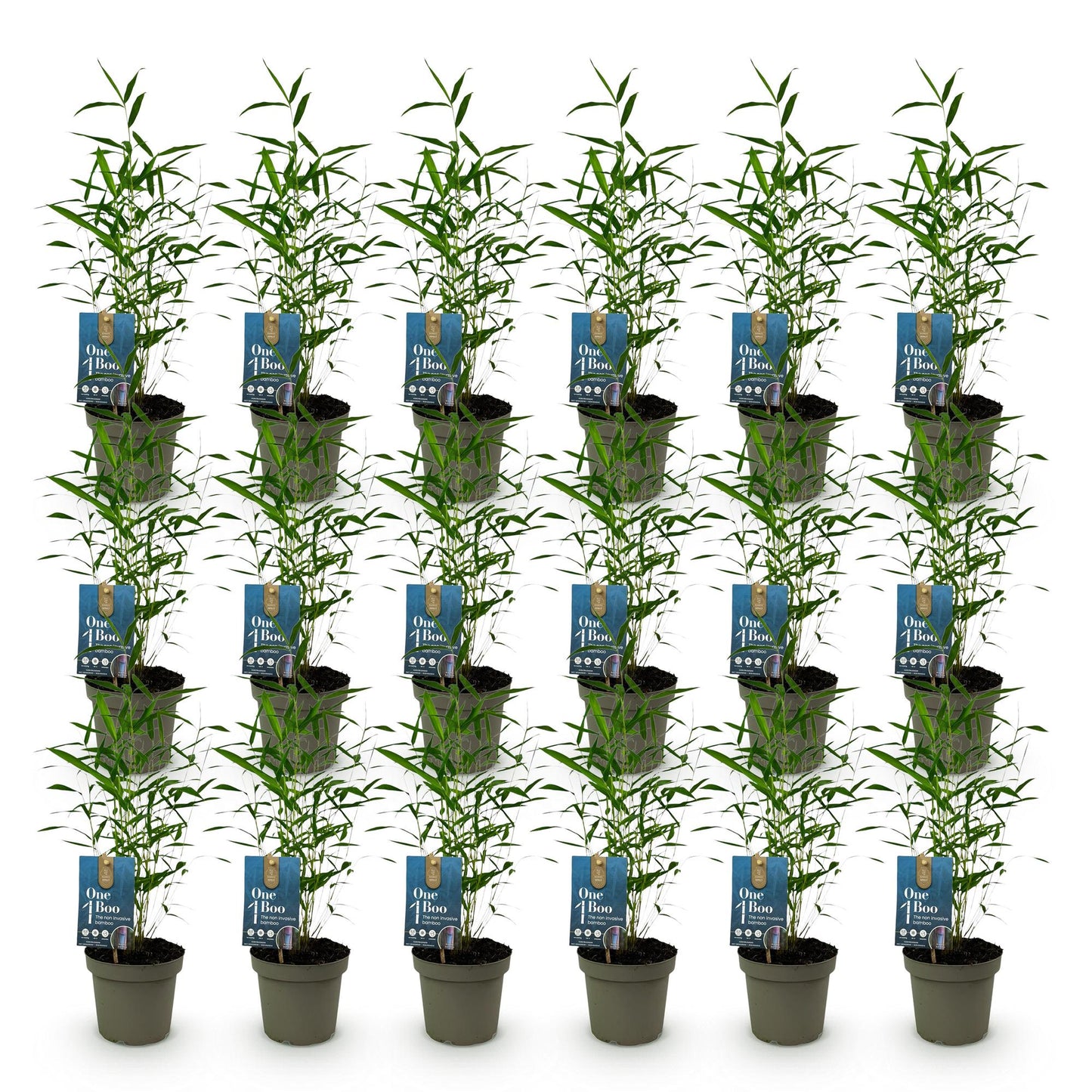 Green boutiQ - Bamboo - Fargesia Blue Dragon - Evergreen - Non-Invasive - Green - 18 Plants - Pot 14cm - Height 35cm