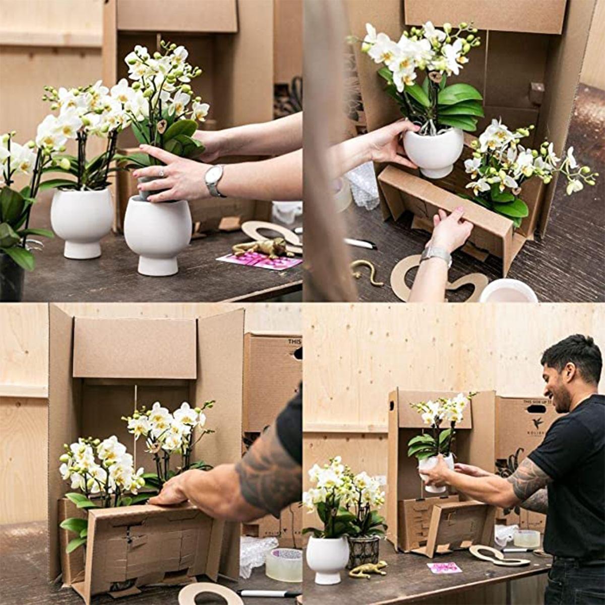 Kolibri Orchids | witte plantenset in Cotton Basket incl. waterreservoir | drie witte orchideeën Lausanne 9cm en drie groene planten | Jungle Bouquet wit met zelfvoorzienend waterreservoir