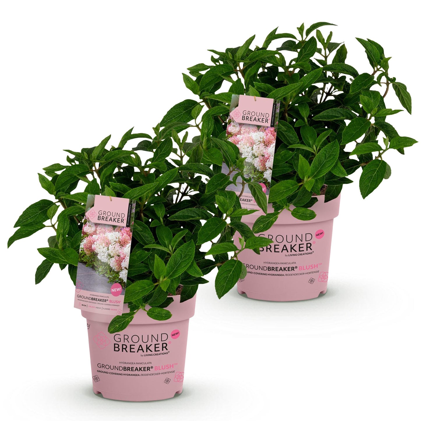 Green boutiQ - Garden Plant - Hydrangea panniculata Groundbreaker Blush - Peegee Hydrangea - Hardy - Pink - 2 Plants - Pot 14cm - Height 20-25cm