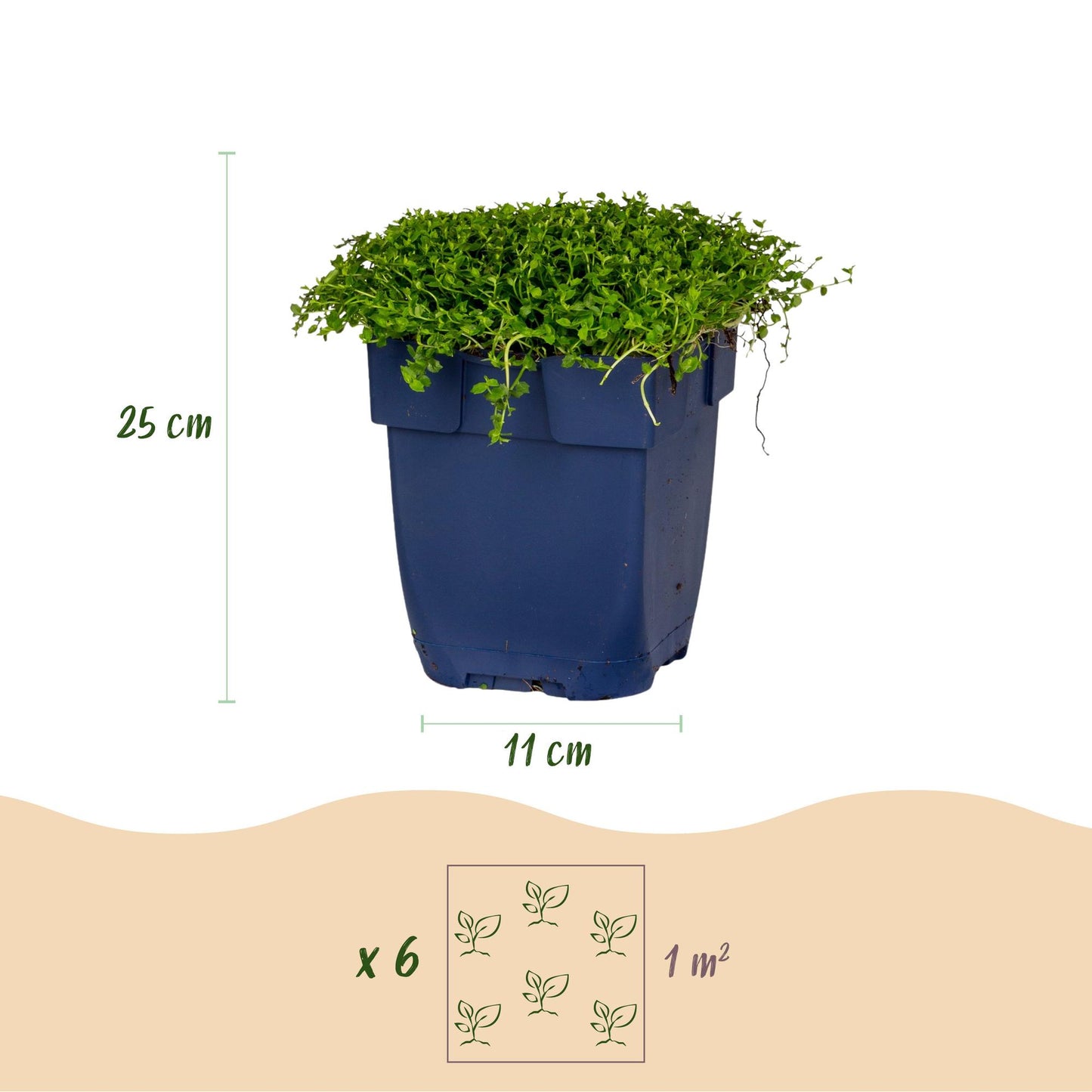Vasteplant - Isotoma fluviatilis - Sterrenbloem - Rotsplanten - Licht Blauw - 12 Planten - Pot 11cm - Hoogte 15-25cm