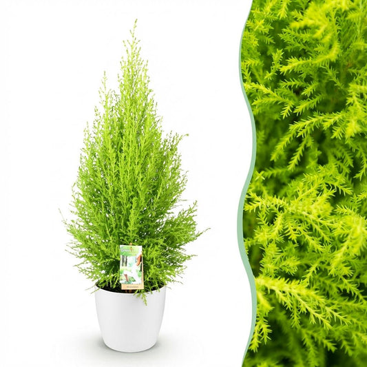 Green boutiQ - Houseplants - Cupressus Gold Crest Wilma - House conifer - Low maintenance - Green - 1 Plant - with Potter White - Pot 21cm - Height 85-95cm