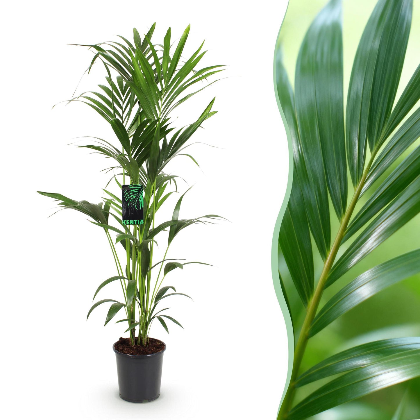 Green boutiQ - Houseplant - Howea Forsteriana - Kentia Palm - Low Maintenance - Green - 1 plant - Pot 24cm - Height 140-150cm