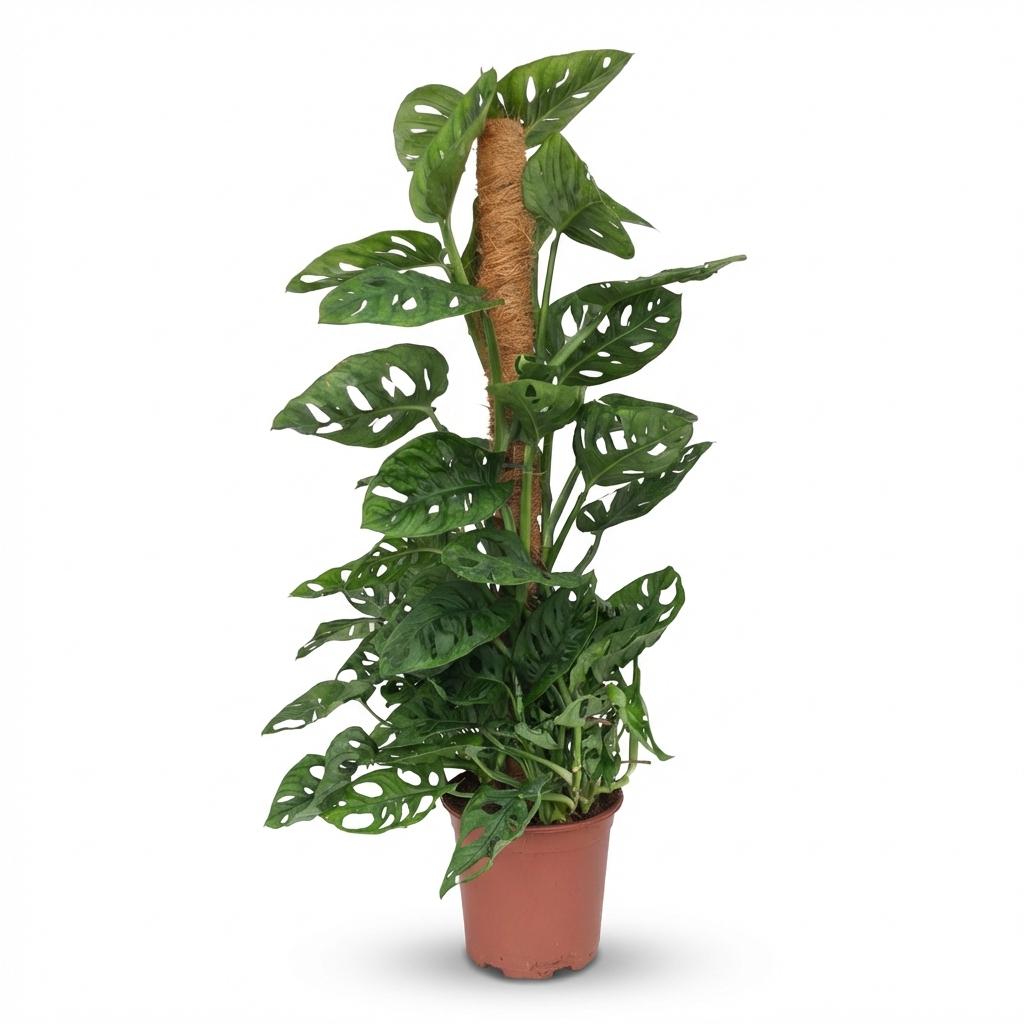 Kamerplant - Monkey Mask - Monstera Andansonii Mosstok - Groen - Weinig onderhoud - 1 Plant - Pot 19cm - Hoogte 90cm