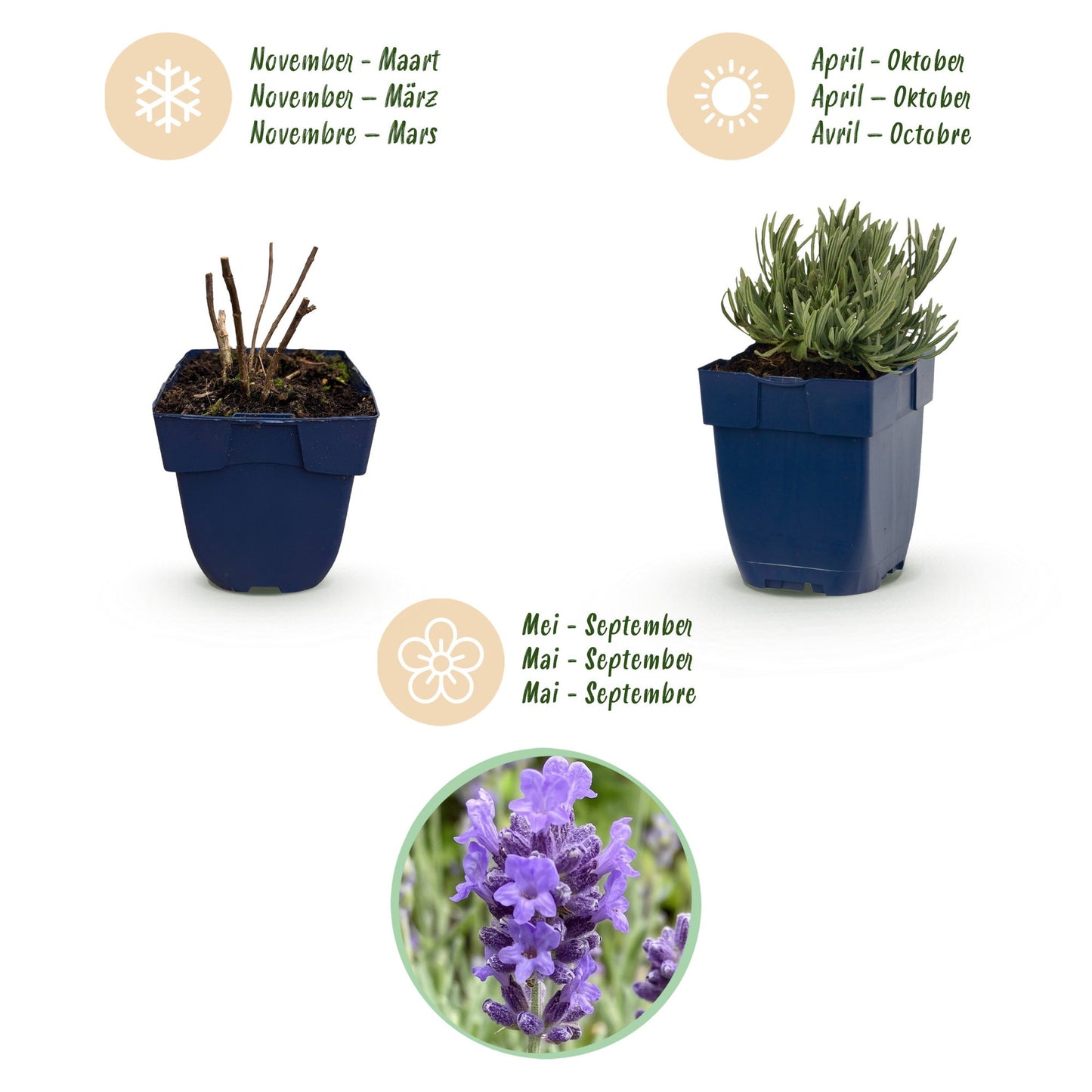 Green boutiQ - Perennial - Lavandula ang. Dwarf Blue - Lavender - Fragrant - Purple - 6 Plants - Pot 11cm - Height 15-25cm