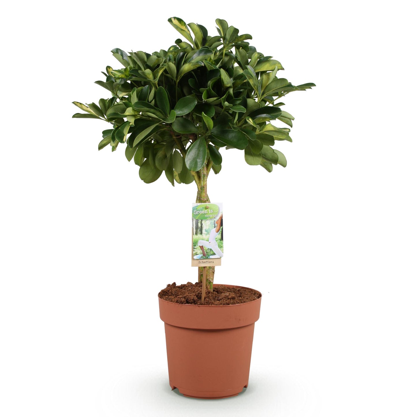 Green is... Houseplants - Schefflera Gold Capella - Dwarf Umbrella Tree - Low maintenance - Green - 1 Plant - Pot 21cm - Height 70-81cm