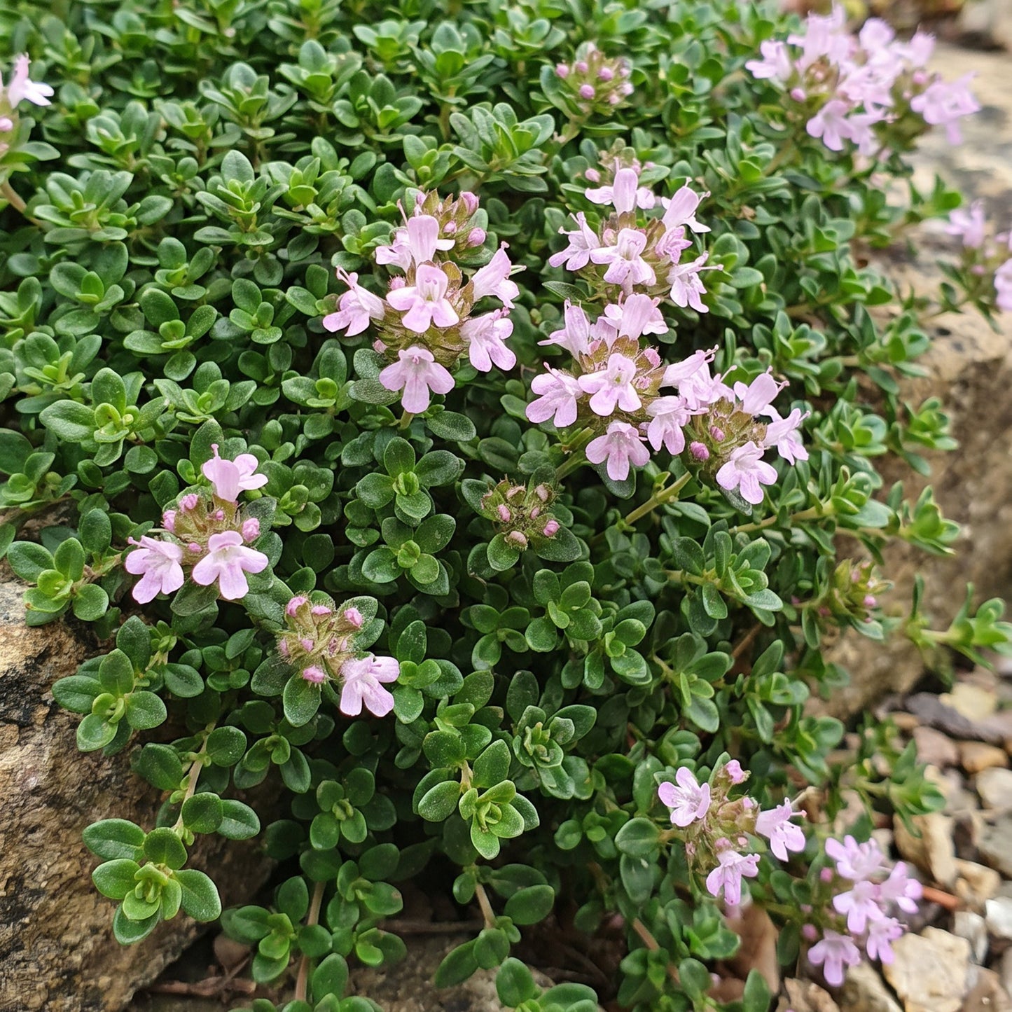 Vasteplant - Thymus praecox Minor - KruipTijm - Geurend - Roze - 24 Planten - Pot 11cm - Hoogte 15-25cm