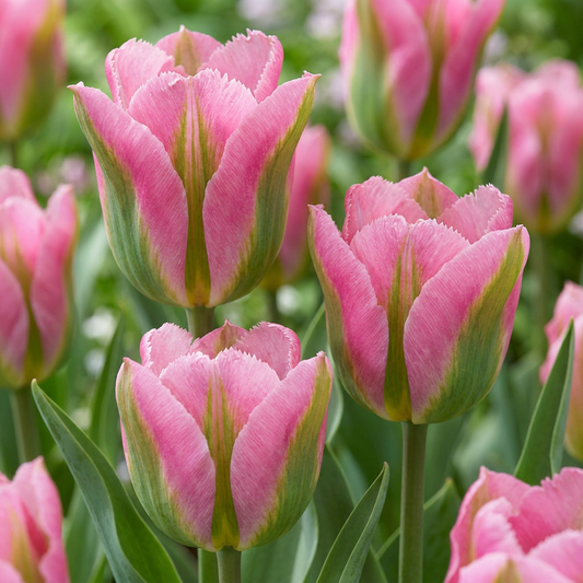 96x Tulipa Striped Crown - Spring flowering - Miscellaneous - Bulb size 11/12