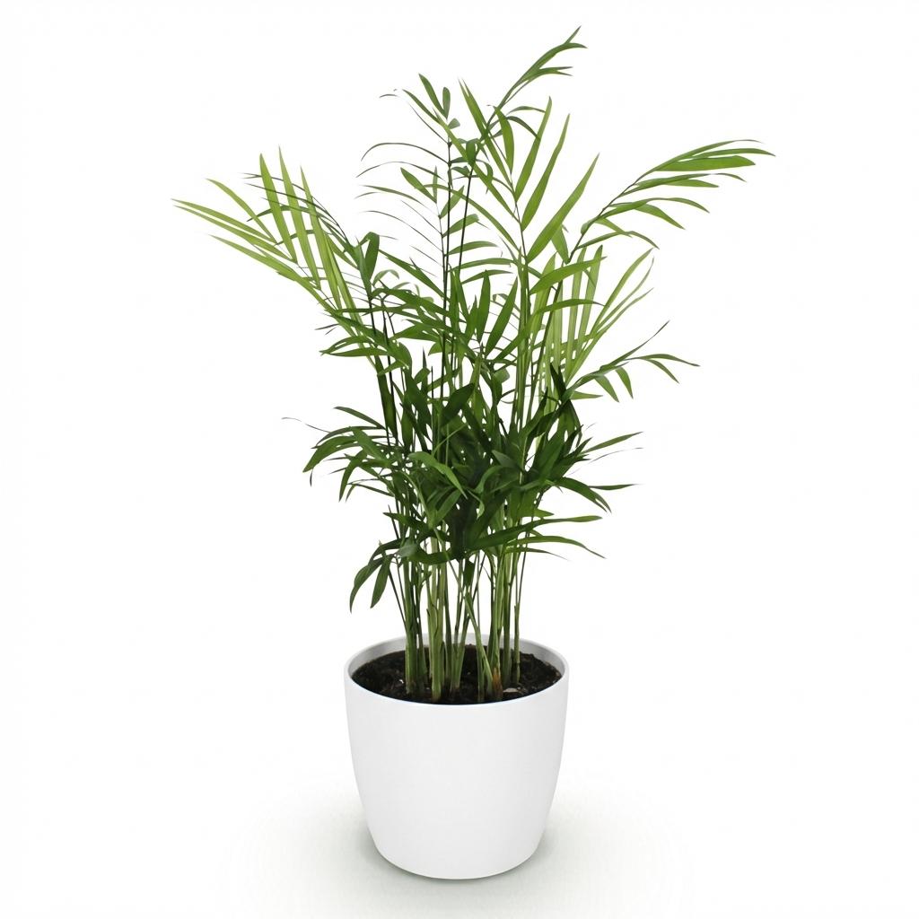 Houseplant - Chamaedorea elegans - Parlor Palm - Pet-Friendly Plant - Green - 1 Plant - with White Pot - Pot 12cm - Height 15cm