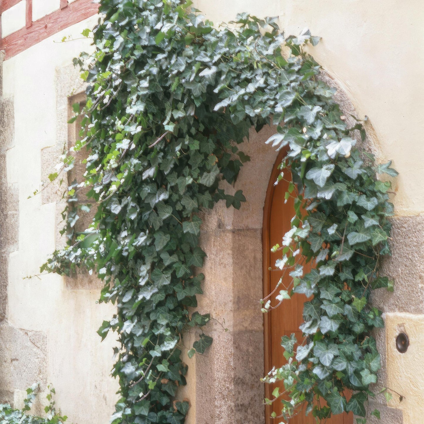 12x Common Ivy 'Glacier' - ↕10-25cm - Ø9cm