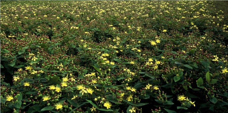 48x Hypericum inodorum 'Rheingold' - ↕10-25cm - Ø9cm