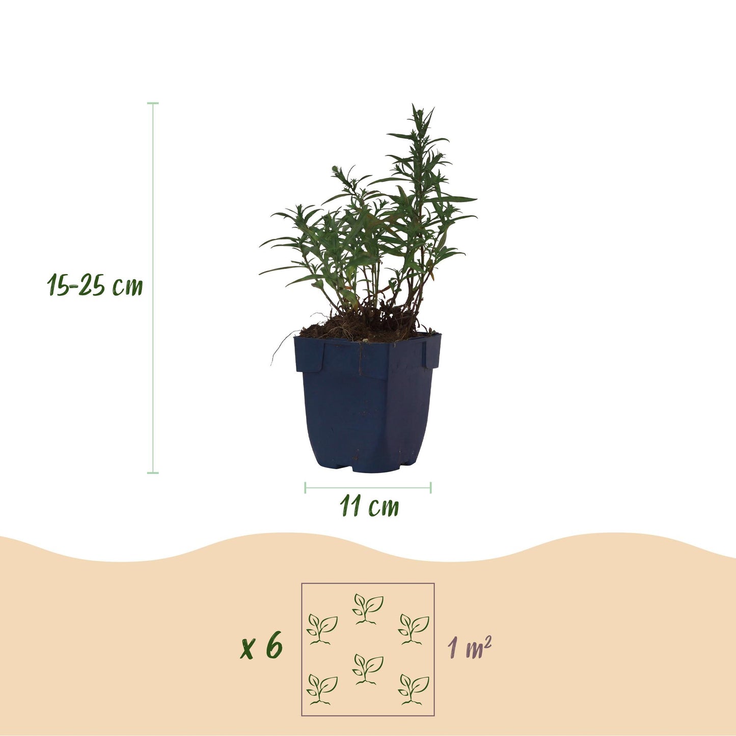 Vasteplant - Aster (D) Mittelmeer - Zeeaster - Bijen en Vlinderlokkers - Paars - 3 Planten - Pot 11cm - Hoogte 15-25cm