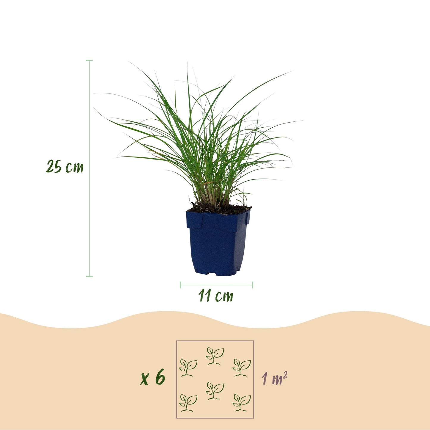 Grassen - Miscanthus sin. Red Chief - Pampusgras - Met Pluim - Groen - 12 Planten - Pot 11cm - Hoogte 15-25cm