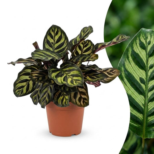 Calathea Makoyana - Pauwenplant - 1 Plant - Pot 12cm - Hoogte - 25cm