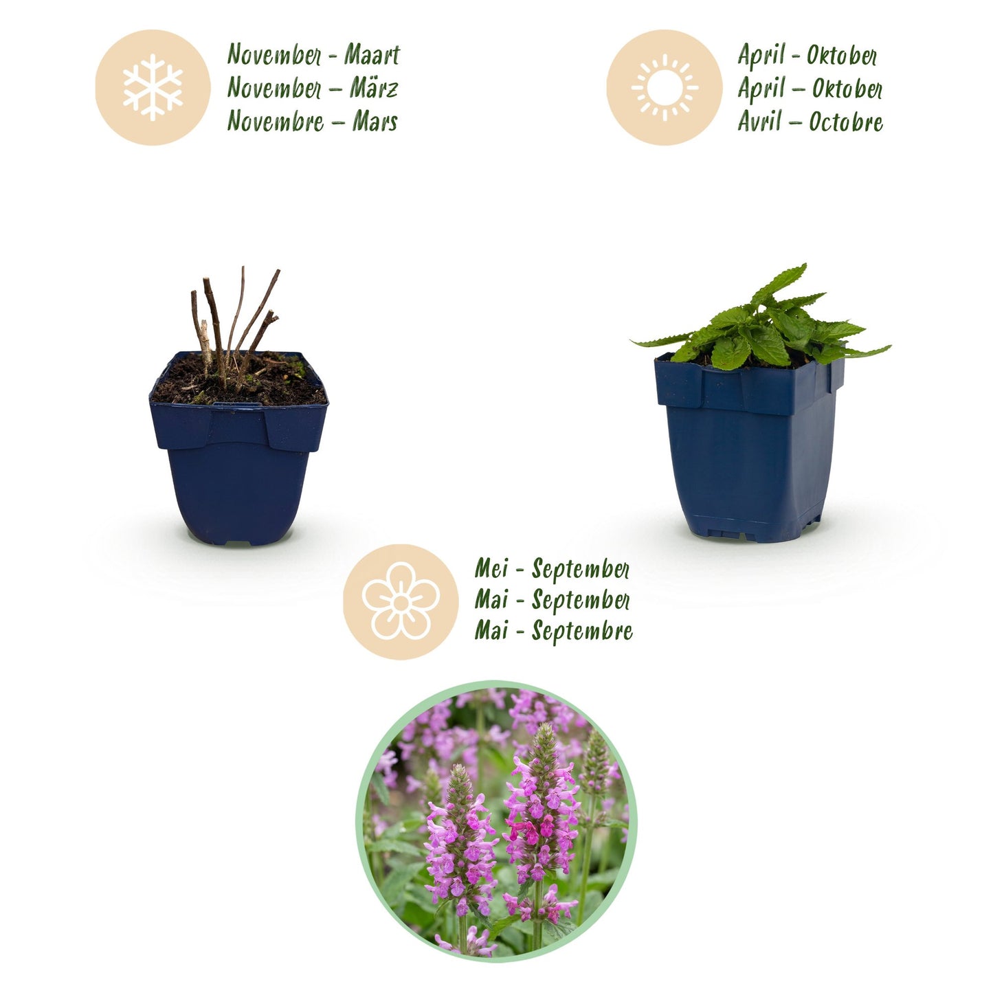 Perennial - Stachys off. Ukkie - Lamb's Ear - Rockery Plants - Pink - 24 Plants - Pot 11cm - Height 15-25cm