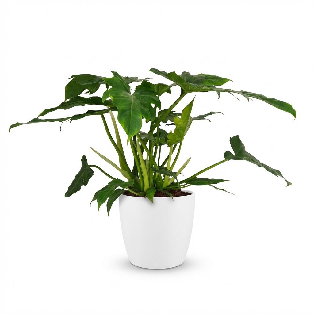 Green boutiQ - Houseplant - Philodendron - Philodendron Lacerum - Green - Low Maintenance - 1 Plant - with White Potter - Pot 19cm - Height 65cm