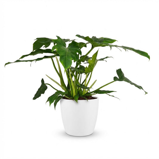 Green boutiQ - Houseplant - Philodendron - Philodendron Lacerum - Green - Low Maintenance - 1 Plant - with White Potter - Pot 19cm - Height 65cm