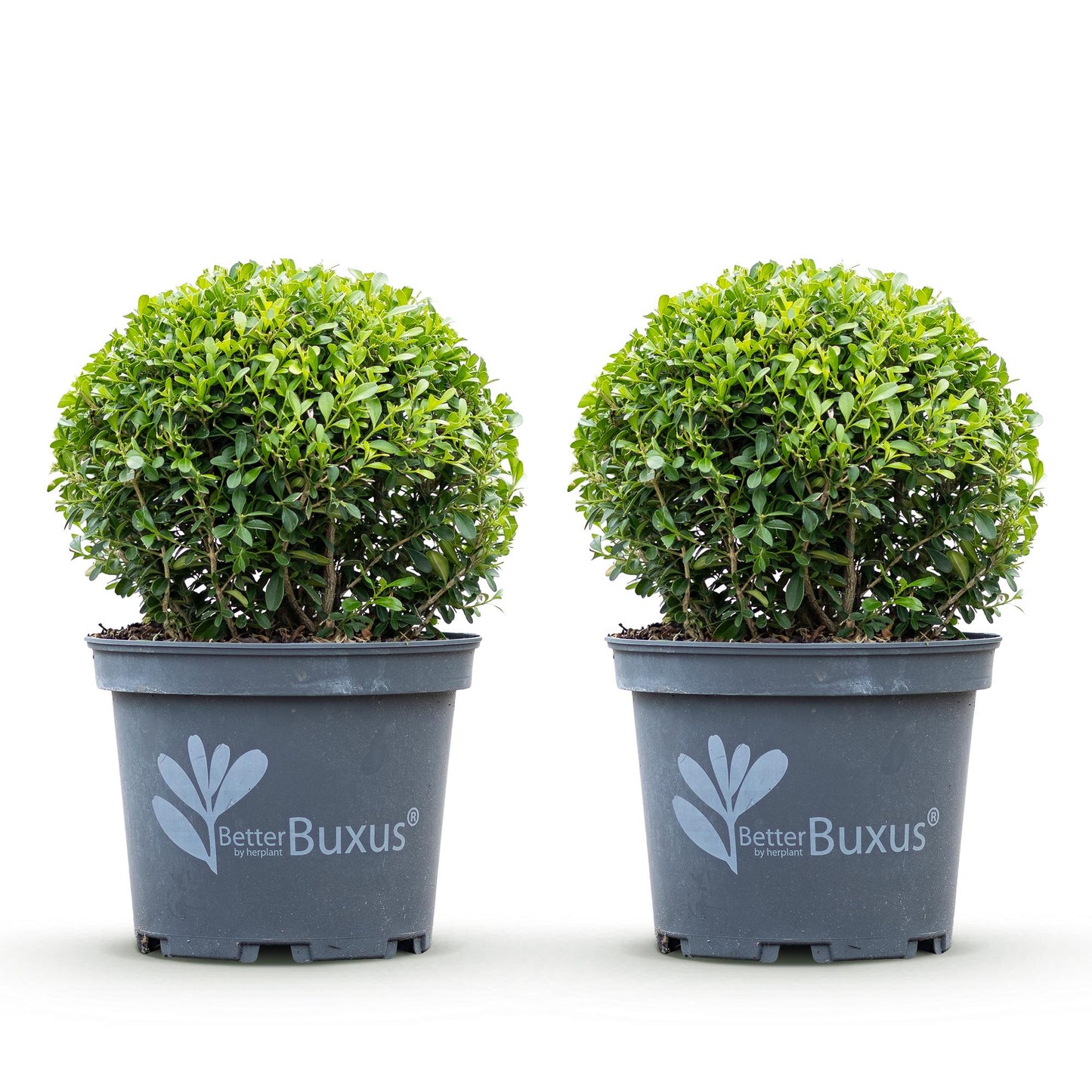 Green boutiQ - Buxus Ball - BetterBuxus Skylight - Resistant to Buxus Blight - 2 plants - pot 23cm ball 25cm