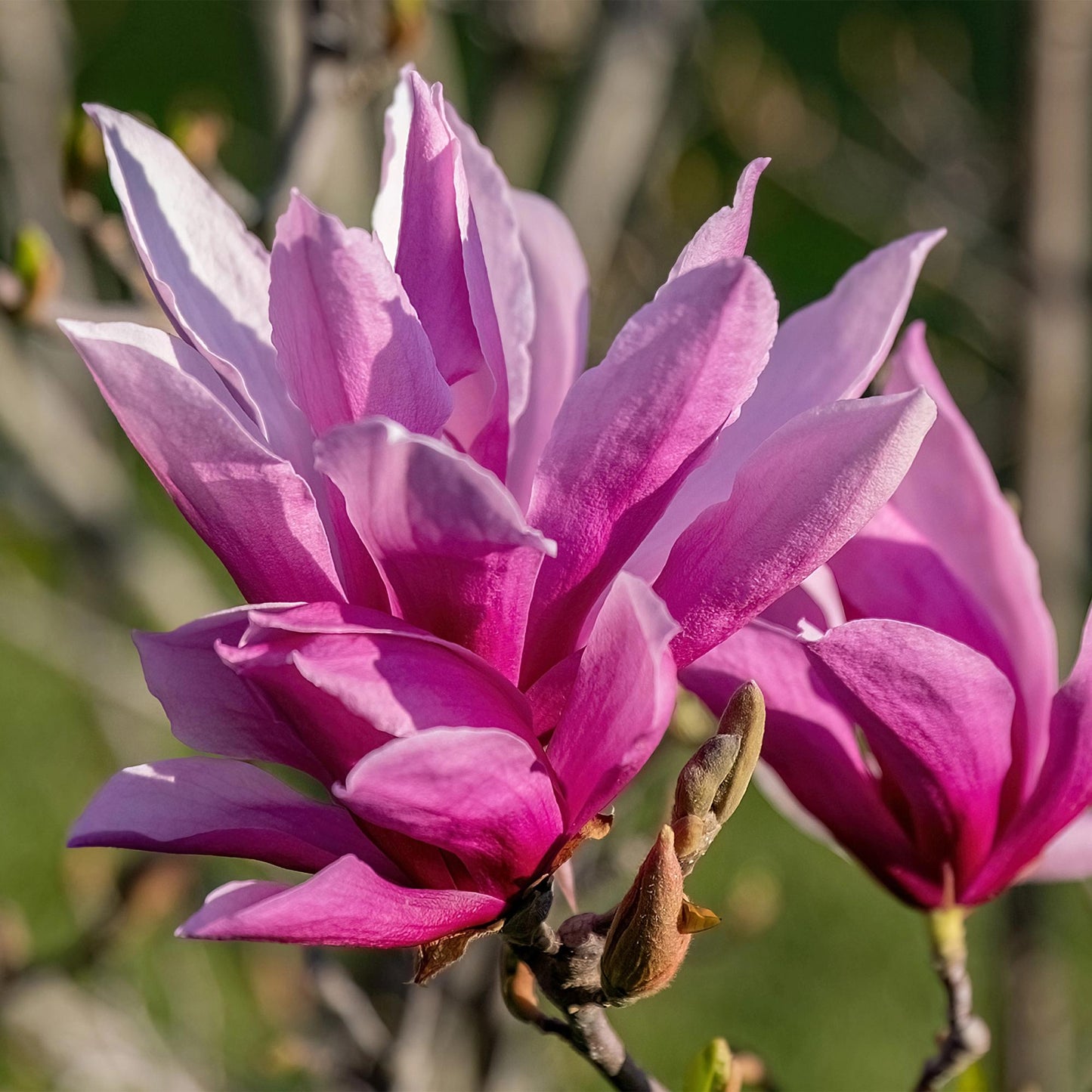 Garden Plant - Magnolia liliiflora Nigra - Purple Flower - 1 Plant - Deciduous - Low Maintenance - Pot 12cm Height 30cm