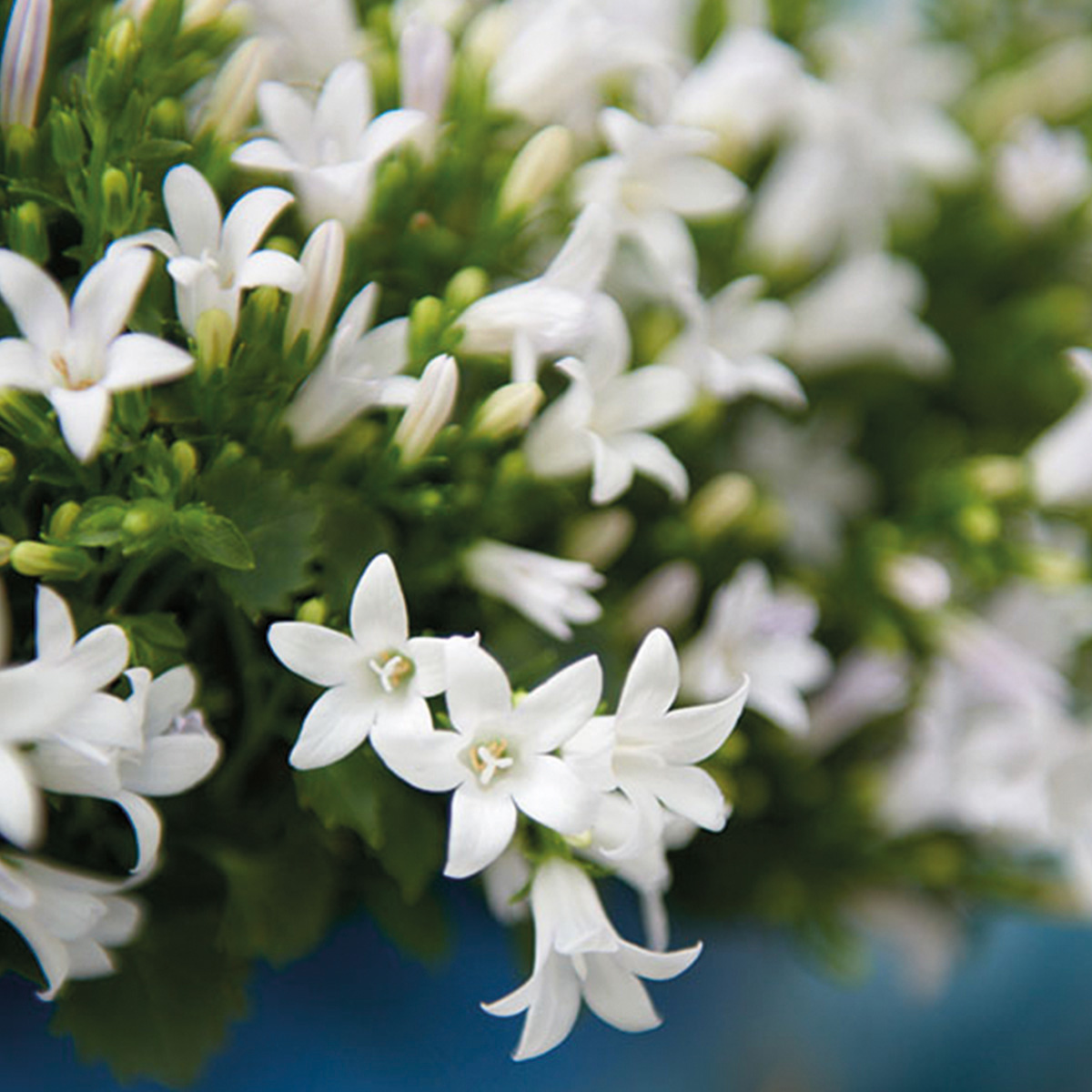 2x Campanula Addenda Ambella White in vasi ornamentali Berry - dimensione vaso 12 cm - pianta perenne - resistente al freddo
