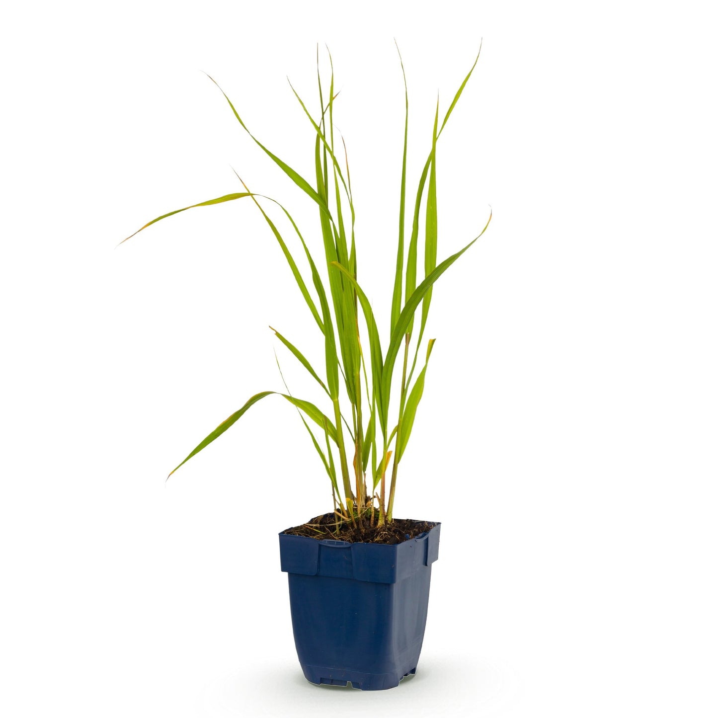 Grassen - Molinia caer. Heidebraut - Pijpestrootje - Met Pluim - Groen - 1 Plant - Pot 11cm - Hoogte 15-25cm