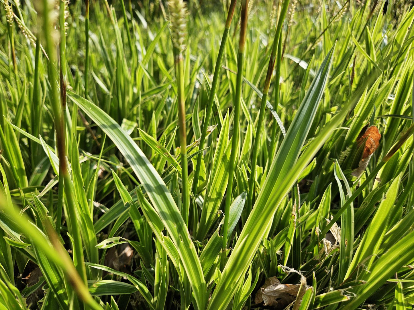 48x Carex morrowii 'Aureovariegata'  - ↕10-25cm - Ø9cm