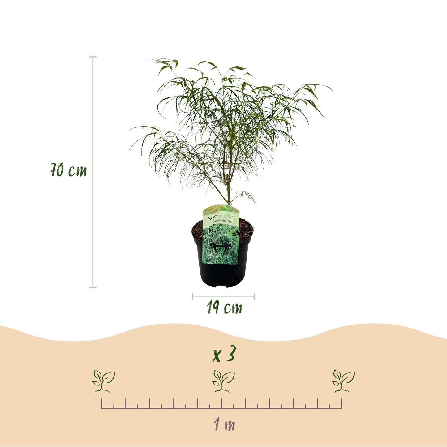 Green boutiQ - Pianta da patio - Acero giapponese - Acer palmatum Koto-no-ito - Verde - 2 piante - Decidua - Vaso 19 cm Altezza 70 cm