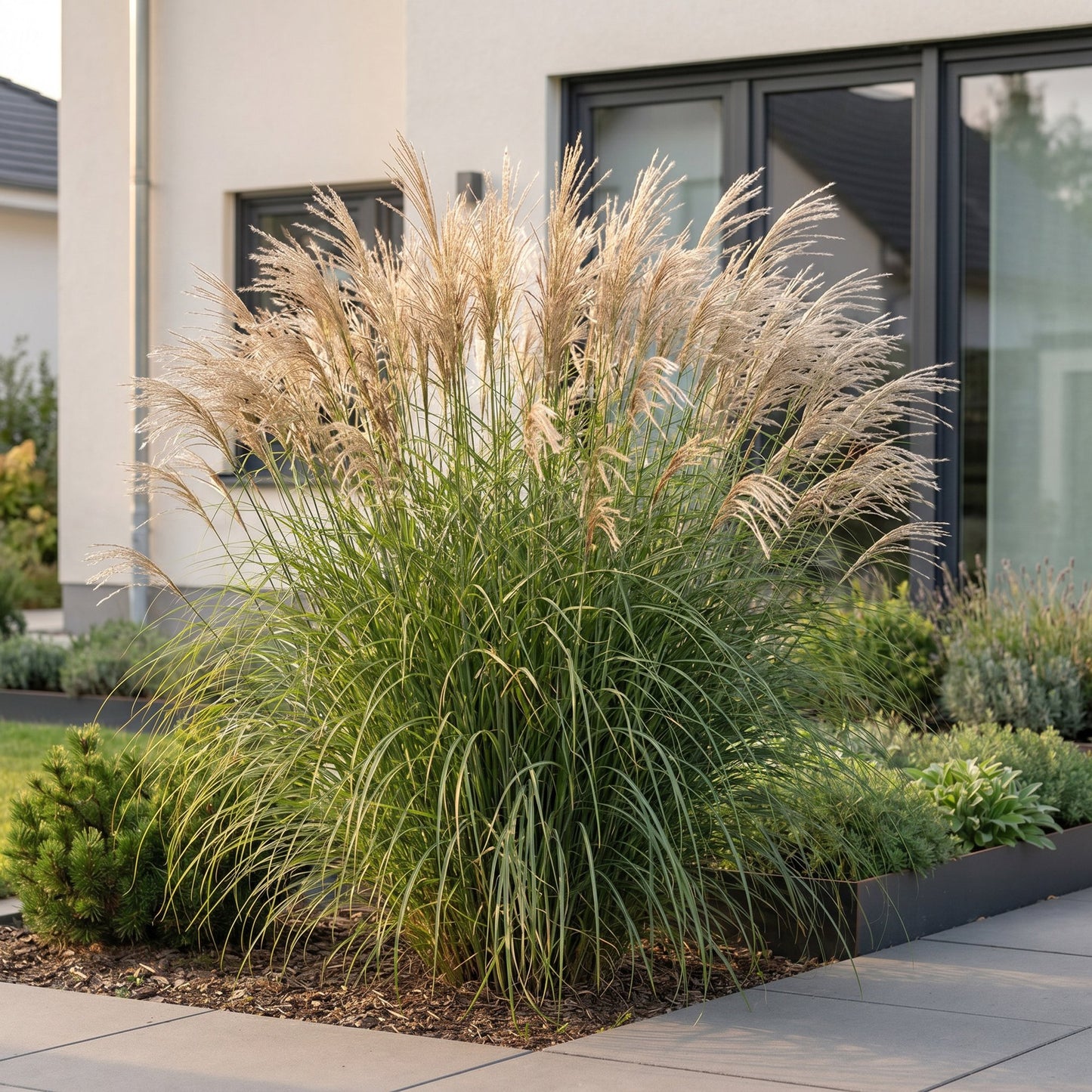 Grasses - Miscanthus sin. Gracillimus - Pampas Grass - With Plume - Green - 24 Plants - Pot 11cm - Height 15-25cm