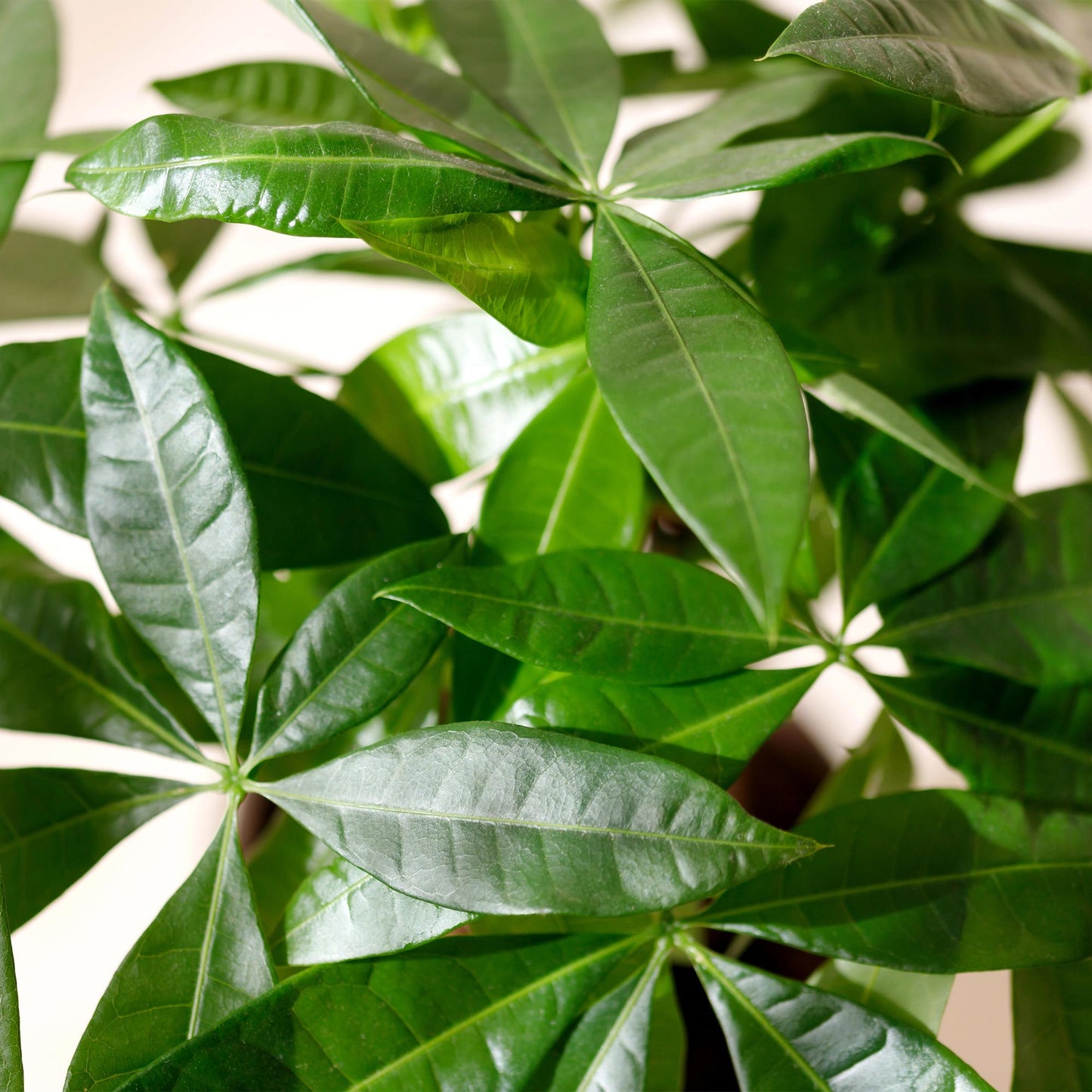 Green BoutiQ - Green is... Kamerplanten - Pachira Aquatica multi stam - Geldboom - Weinig onderhoud - Groen - 1 Plant - Pot 17cm - Hoogte 50-55cm