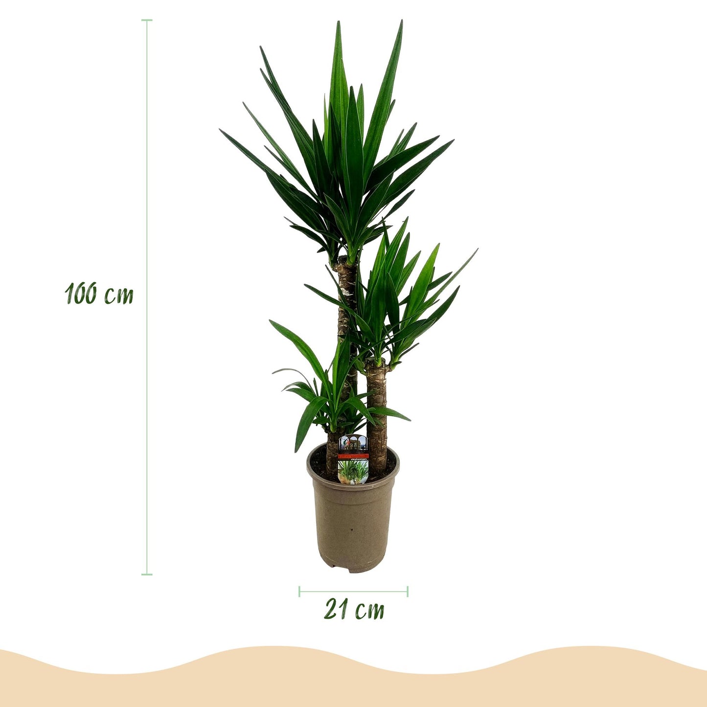 Houseplant - Yucca elephantipes - Yucca - Low maintenance - Green - 2 - Pot 21cm - Height 100cm
