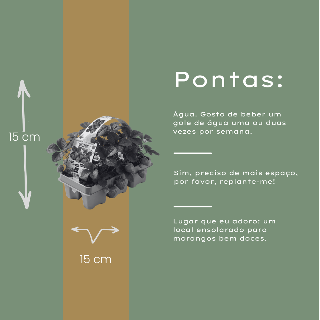 Aardbeien 6 pack (Fragaria) 100% biologisch