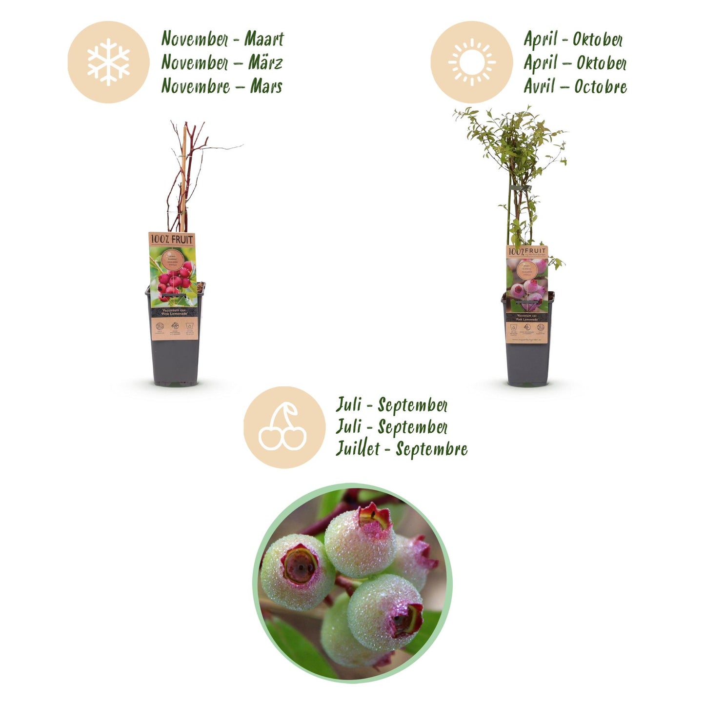 Fruit Plant - Vaccinium cor. Pink Lemonade - Pink Blueberry - Winter Hardy - Pink Berry - 2 Plants - Pot 15cm - Height 50cm