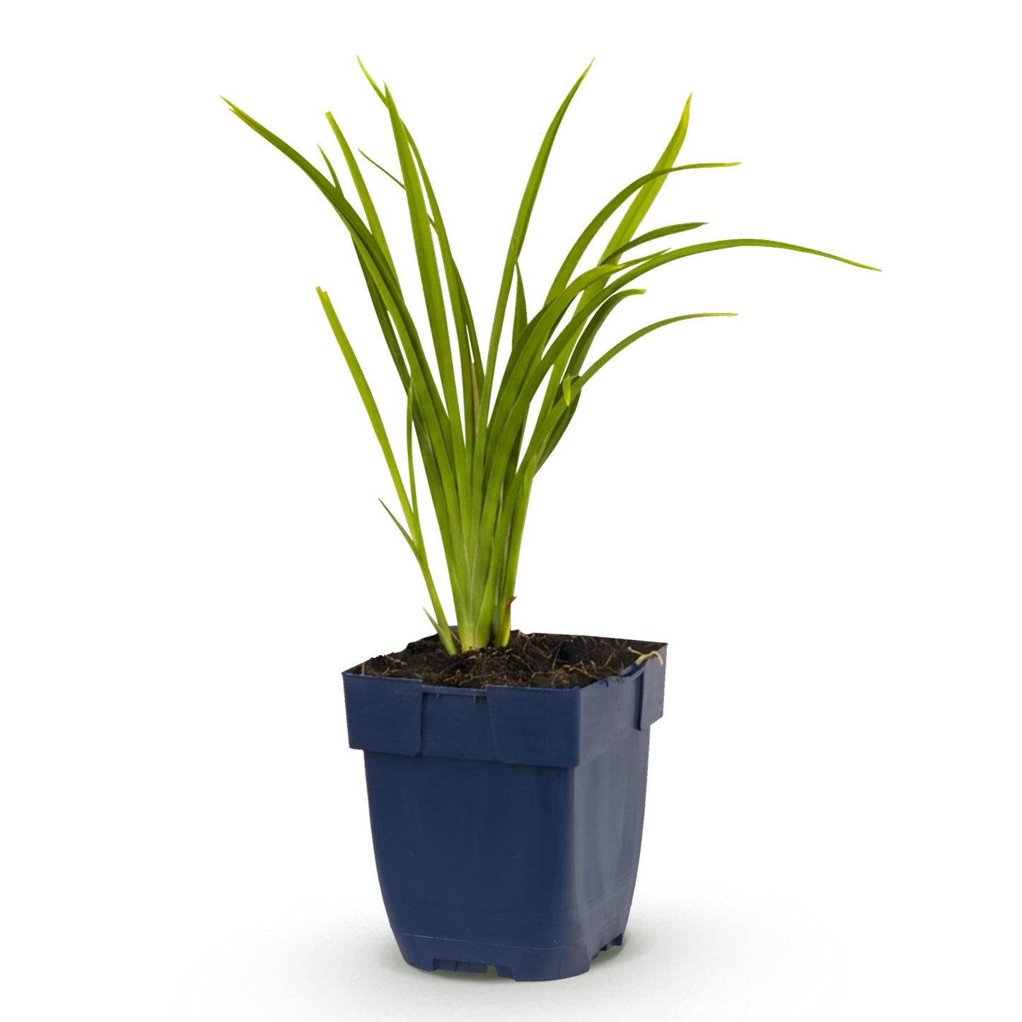Perennial - Hemerocallis Autumn Red - Daylily - Bee and Butterfly Attractants - Red - 1 Plant - Pot 11cm - Height 15-25cm