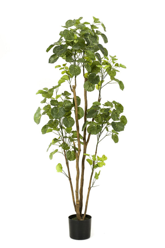 Pianta artificiale - Polyscias - Aralia - 160 cm