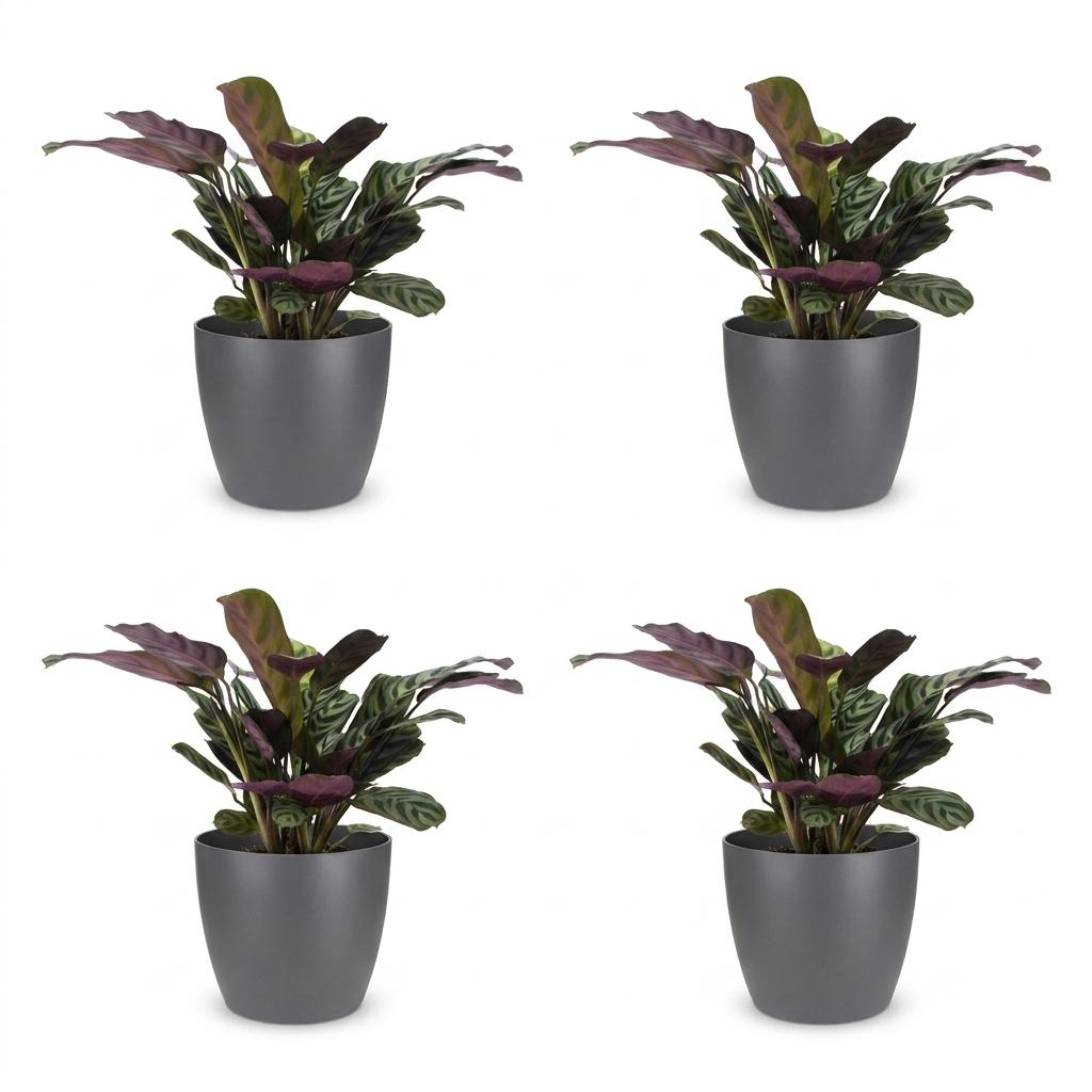 Ctenanthe Burle-Marxii - Fishbone Prayer Plant - 4 Plants - with Grey Pot - Pot 12cm - Height 30cm