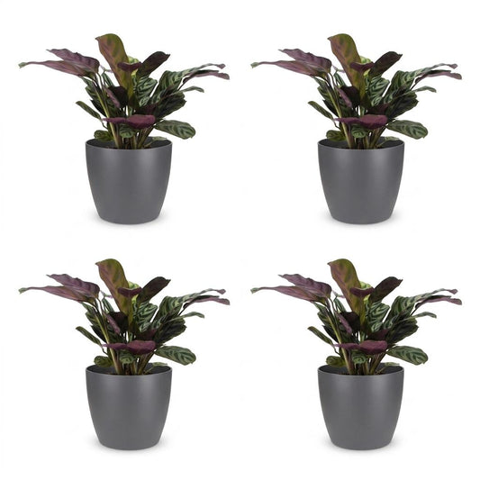 Ctenanthe Burle Marxii - Visgraatplant - 4 Planten - met Potter Grijs - Pot 12cm - Hoogte - 30cm
